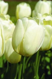 Tulpen Ivory Floradale